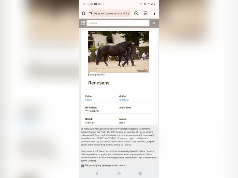 Schlesier Wallach 3 Jahre 168 cm Rappschimmel in Hannover