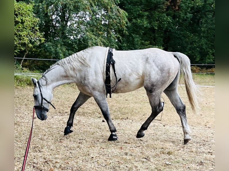 Schlesier Wallach 4 Jahre 153 cm Apfelschimmel in Oebisfelde