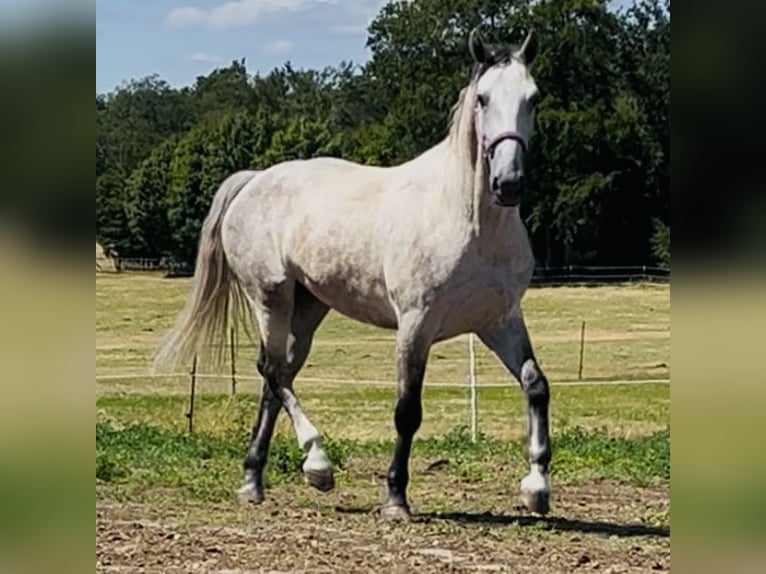 Schlesier Wallach 4 Jahre 153 cm Apfelschimmel in Oebisfelde