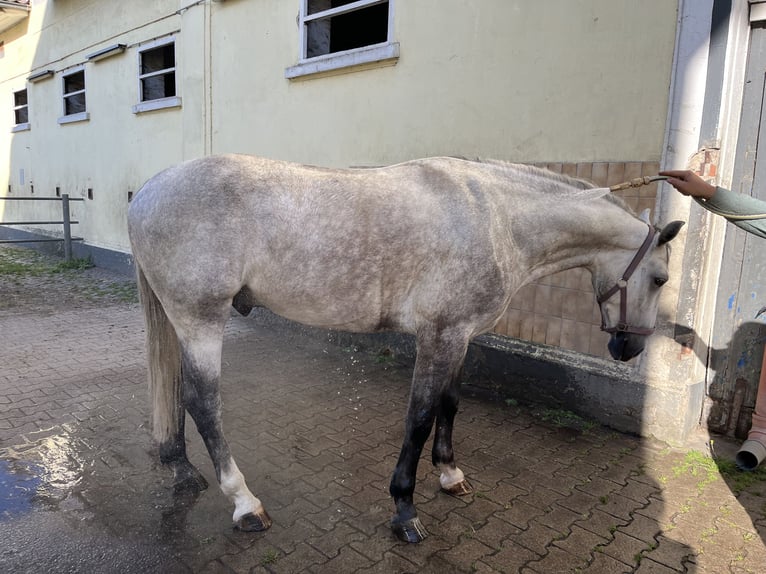 Schlesier Wallach 4 Jahre 153 cm Apfelschimmel in Oebisfelde