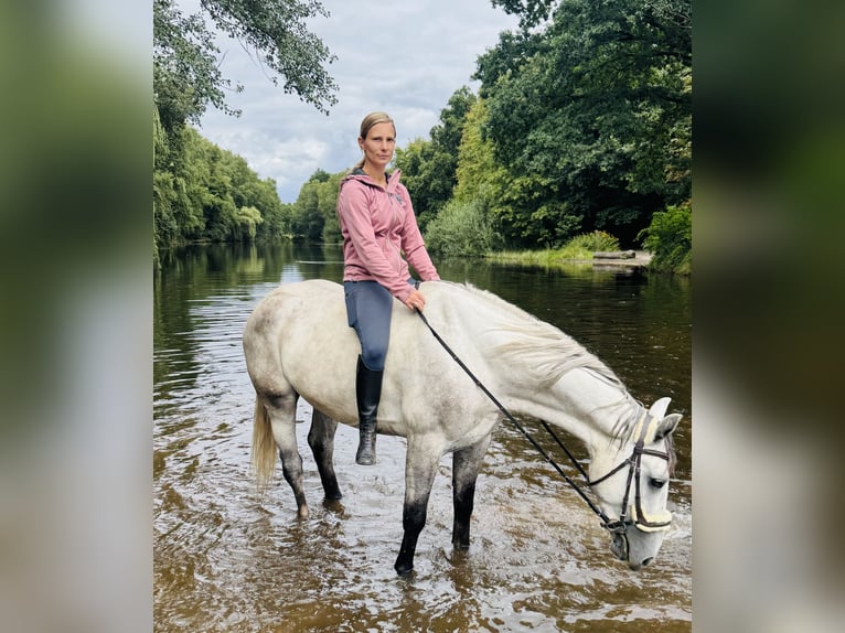 Schlesier Wallach 4 Jahre 153 cm Apfelschimmel in Oebisfelde