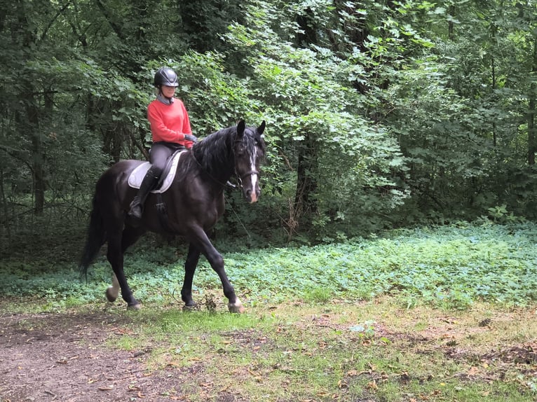 Schlesier Wallach 4 Jahre 166 cm Rappe in Görlitz