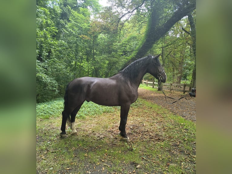 Schlesier Wallach 4 Jahre 166 cm Rappe in Gorlitz