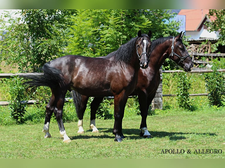 Schlesier Wallach 4 Jahre 166 cm Schwarzbrauner in Kamnik