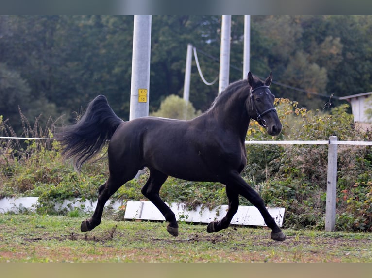 Schlesier Wallach 4 Jahre 168 cm in Długopole Górne