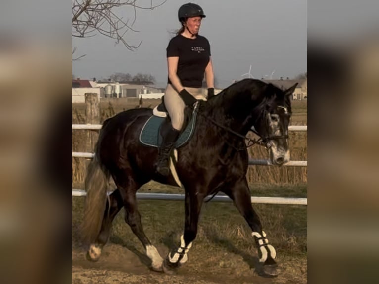 Schlesier Wallach 4 Jahre 168 cm Rappschimmel in Leer (Ostfriesland)