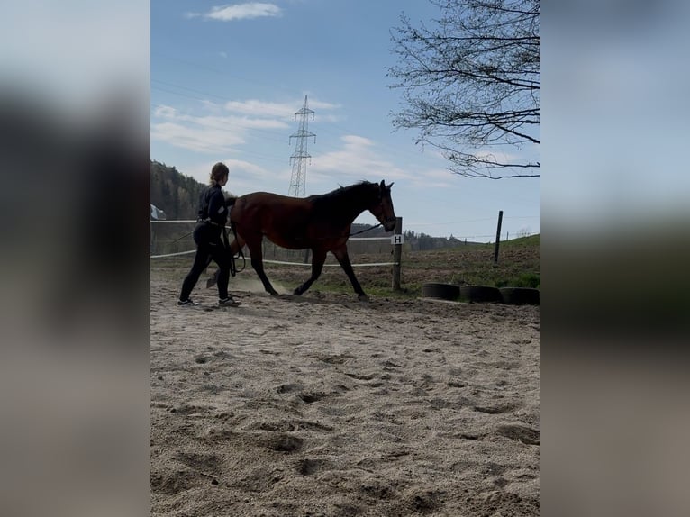 Schlesier Wallach 4 Jahre 170 cm Brauner in Vasoldsberg