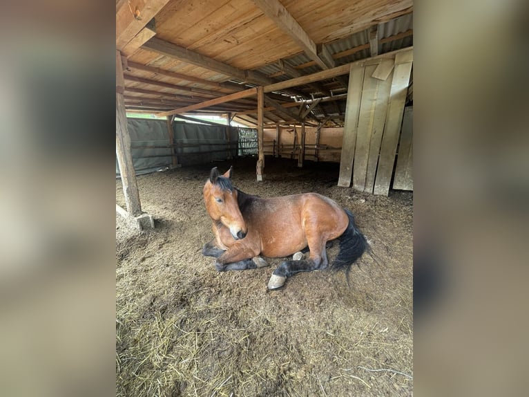 Schlesier Wallach 4 Jahre 170 cm Brauner in Vasoldsberg