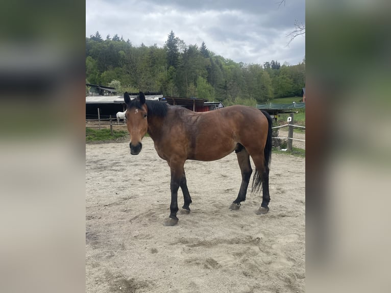 Schlesier Wallach 4 Jahre 170 cm Brauner in Vasoldsberg