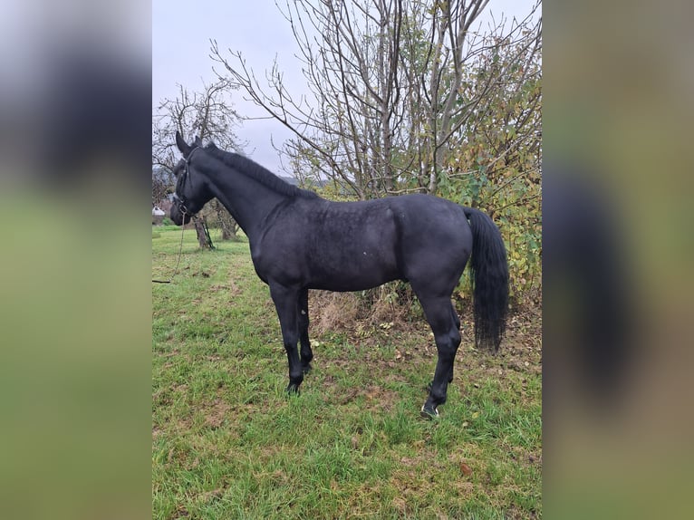 Schlesier Wallach 4 Jahre 172 cm Rappe in Backnang