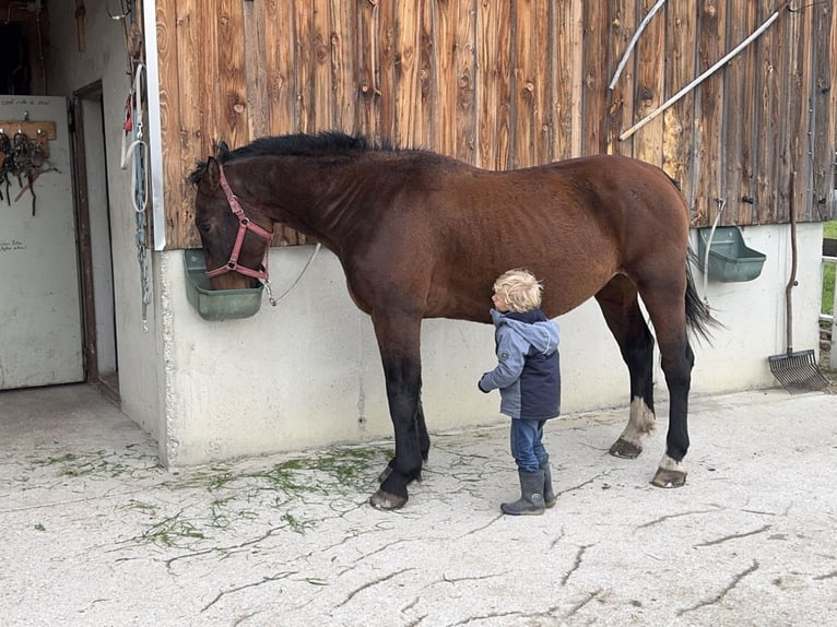 Schlesier Wallach 5 Jahre 157 cm Brauner in Fuchstal