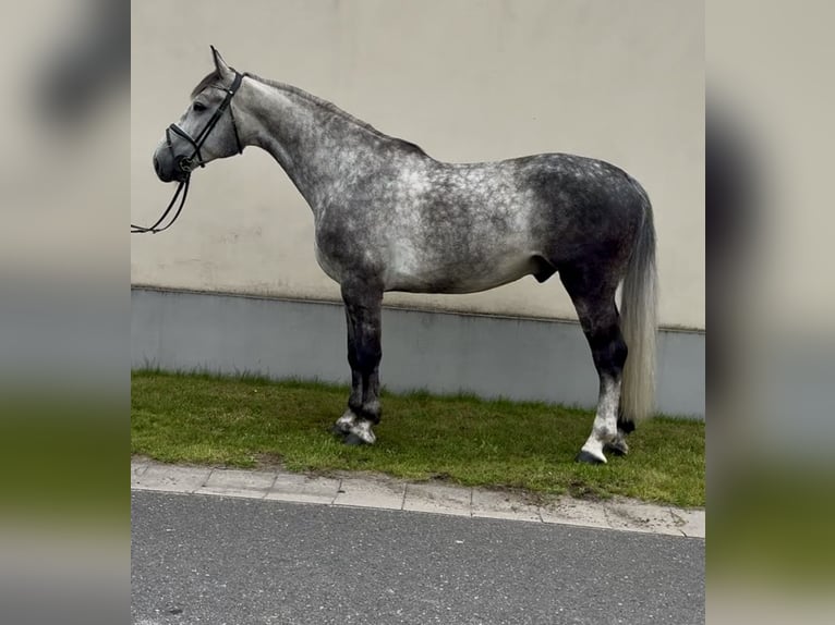 Schlesier Wallach 5 Jahre 165 cm Apfelschimmel in Ostrowo Kościelne