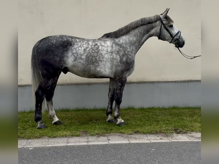 Schlesier Wallach 5 Jahre 165 cm Apfelschimmel in Ostrowo Kościelne