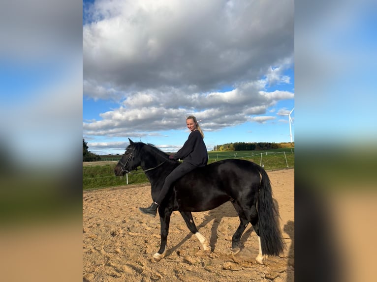 Schlesier Wallach 5 Jahre 165 cm Schwarzbrauner in Allersberg