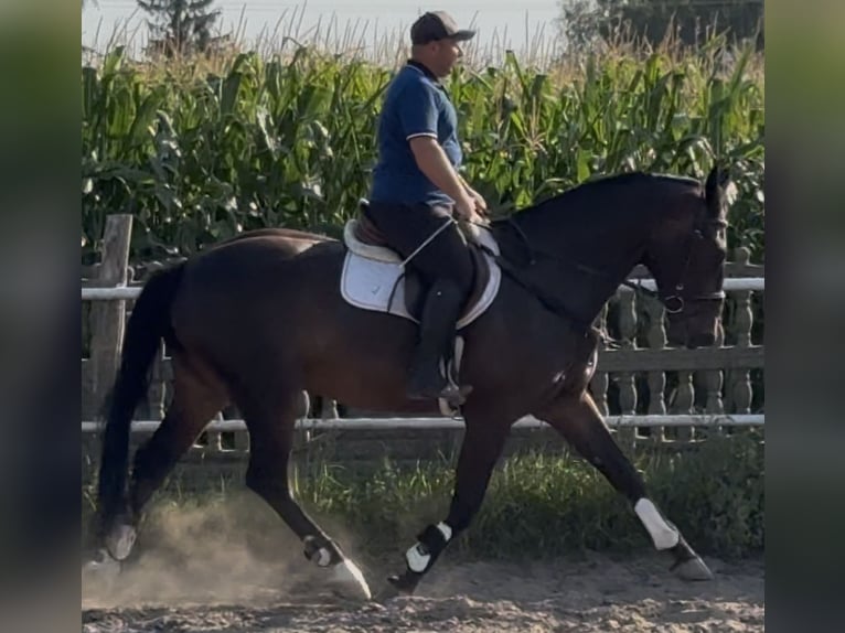 Schlesier Wallach 5 Jahre 166 cm Dunkelbrauner in L&#xF6;hnberg