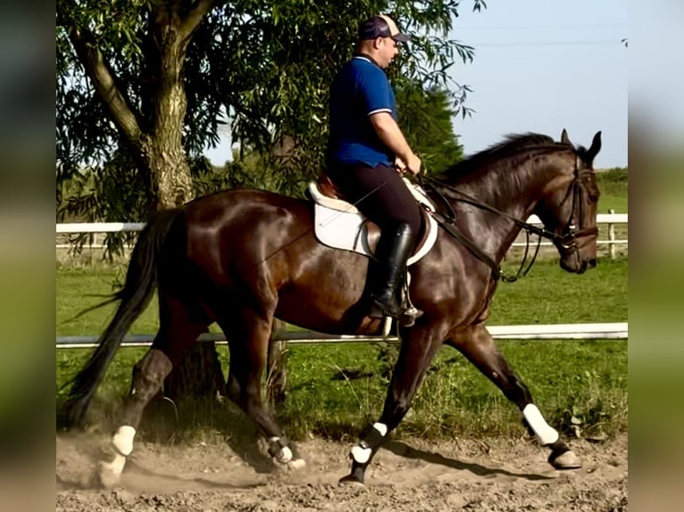 Schlesier Wallach 5 Jahre 166 cm Dunkelbrauner in L&#xF6;hnberg