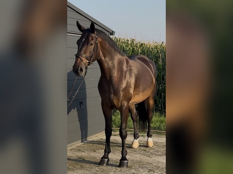 Schlesier Wallach 5 Jahre 166 cm Dunkelbrauner in L&#xF6;hnberg