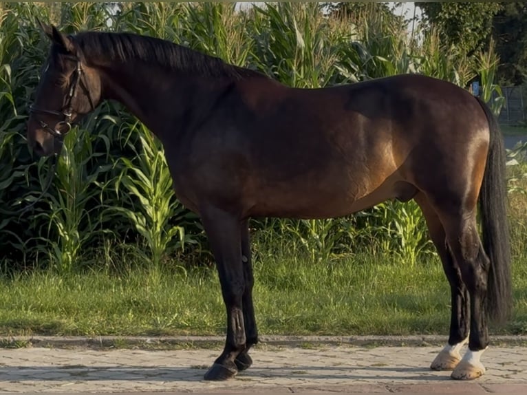 Schlesier Wallach 5 Jahre 166 cm Dunkelbrauner in L&#xF6;hnberg