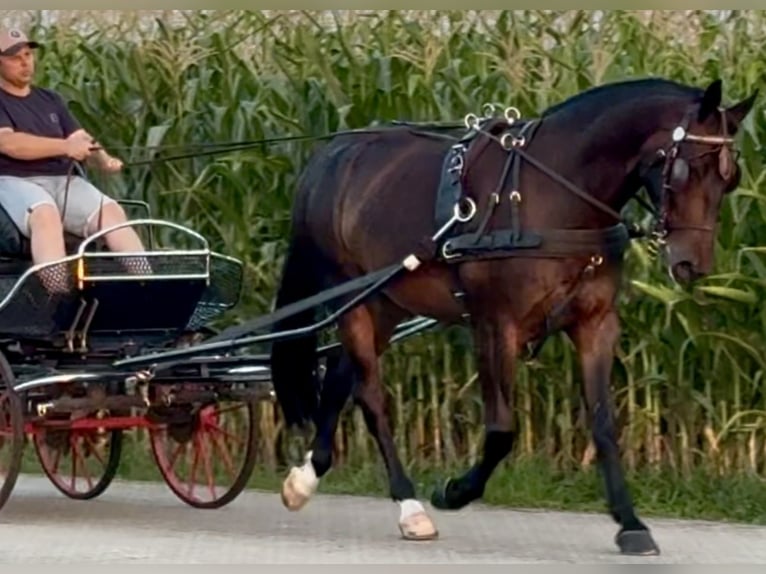 Schlesier Wallach 5 Jahre 166 cm Dunkelbrauner in L&#xF6;hnberg