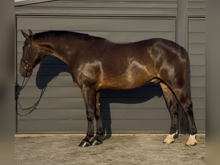 Schlesier Wallach 5 Jahre 166 cm Dunkelbrauner in L&#xF6;hnberg