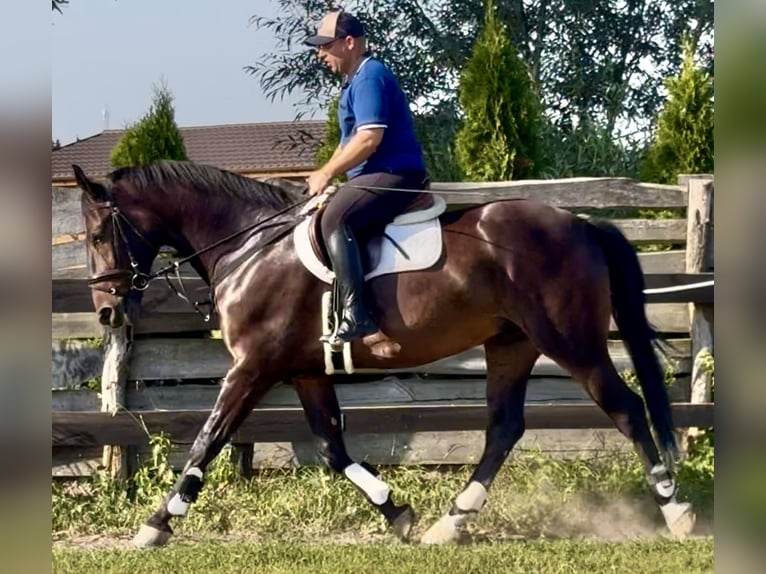 Schlesier Wallach 5 Jahre 166 cm Dunkelbrauner in L&#xF6;hnberg