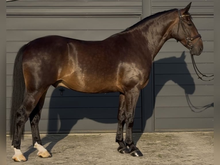 Schlesier Wallach 5 Jahre 166 cm Dunkelbrauner in L&#xF6;hnberg