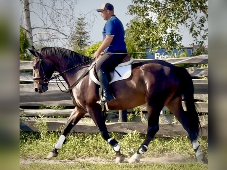 Schlesier Wallach 5 Jahre 166 cm Dunkelbrauner in L&#xF6;hnberg
