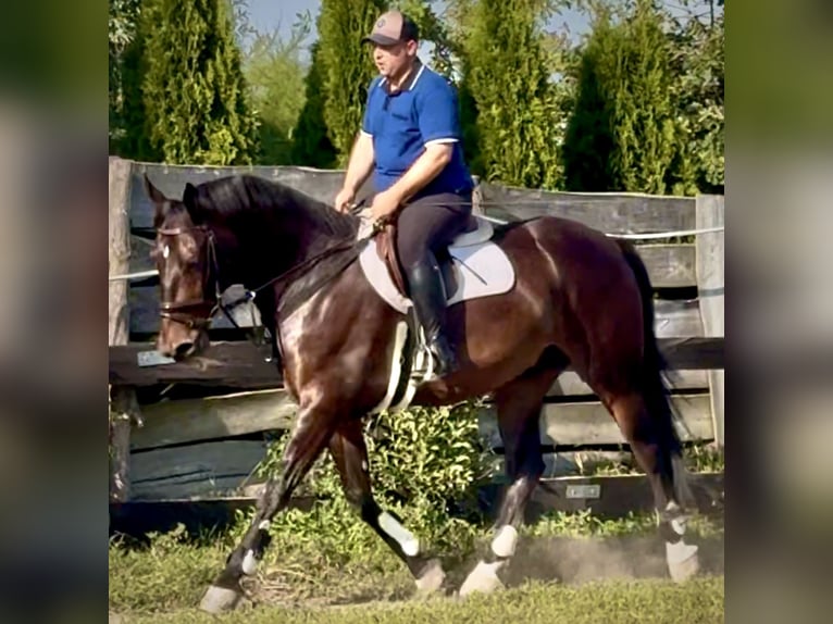 Schlesier Wallach 5 Jahre 166 cm Dunkelbrauner in L&#xF6;hnberg