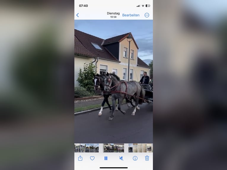 Schlesier Wallach 5 Jahre 166 cm Rappe in Thie&#xDF;en