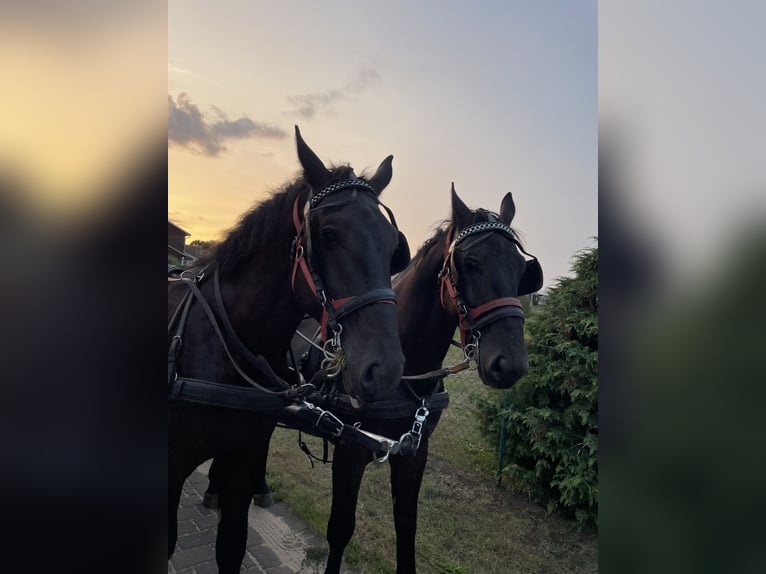 Schlesier Wallach 5 Jahre 168 cm Rappe in Thießen