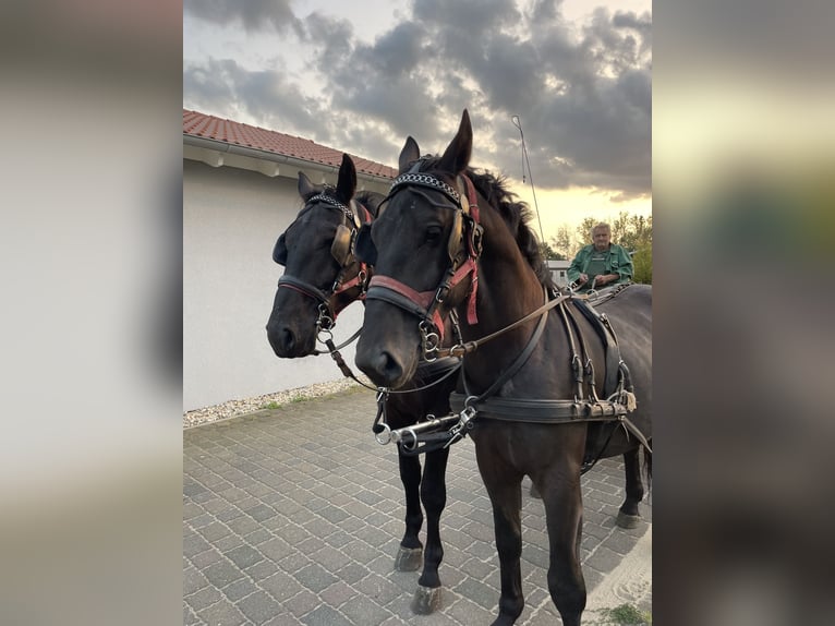 Schlesier Wallach 5 Jahre 168 cm Rappe in Thießen