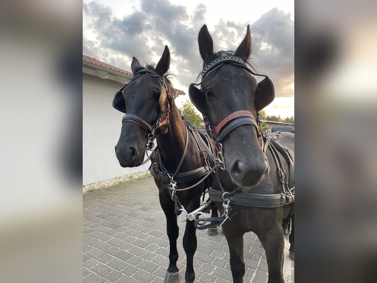 Schlesier Wallach 5 Jahre 168 cm Rappe in Thießen