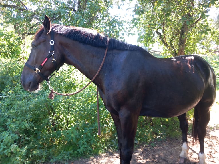 Schlesier Wallach 5 Jahre 170 cm Rappe in Balingen