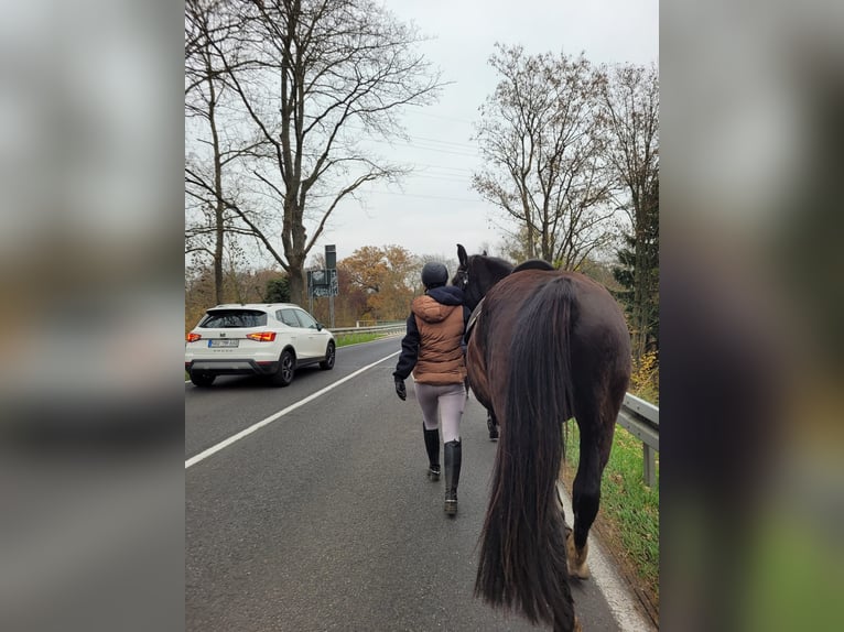 Schlesier Wallach 5 Jahre 170 cm Rappe in Falkensee