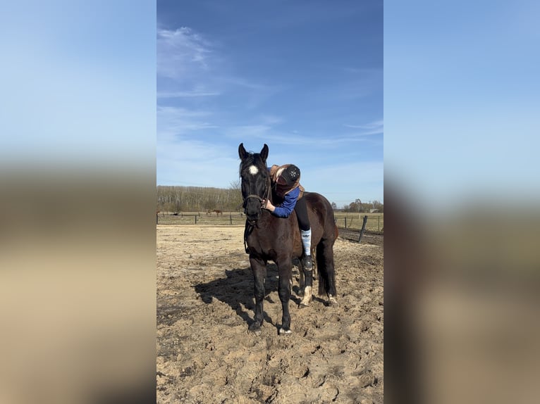 Schlesier Wallach 5 Jahre 170 cm Rappe in Falkensee