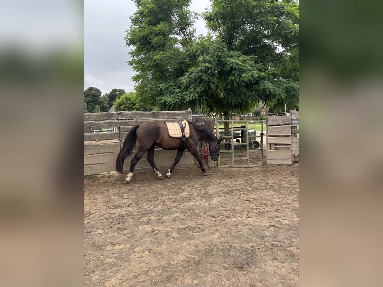Schlesier Wallach 5 Jahre 170 cm Rappe in Falkensee