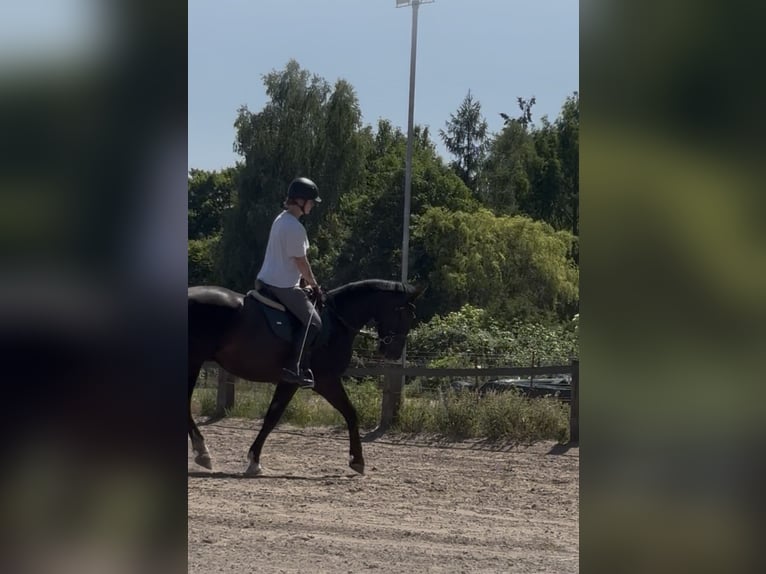 Schlesier Wallach 5 Jahre 170 cm Rappe in Falkensee