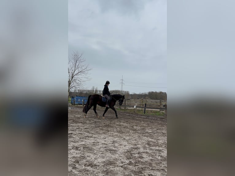 Schlesier Wallach 5 Jahre 170 cm Rappe in Falkensee