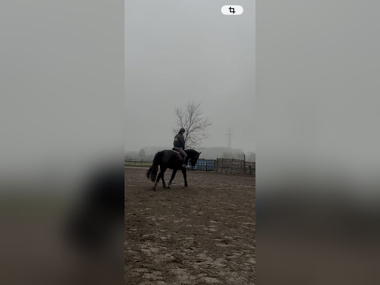 Schlesier Wallach 5 Jahre 170 cm Rappe in Falkensee