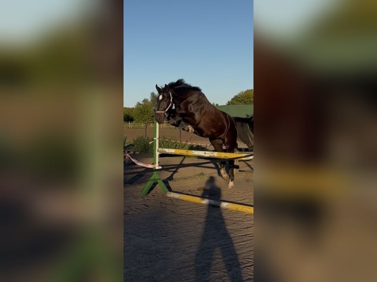 Schlesier Wallach 5 Jahre 170 cm Rappe in Falkensee