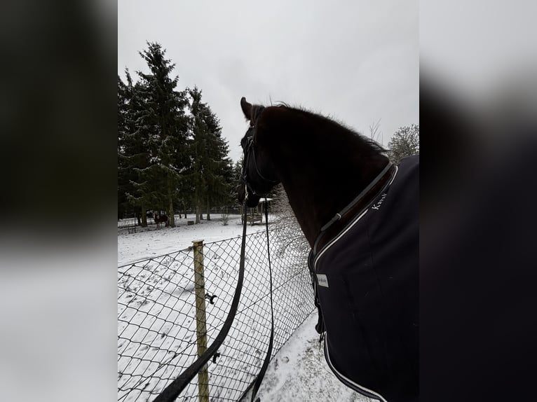 Schlesier Wallach 5 Jahre 170 cm Rappe in Falkensee