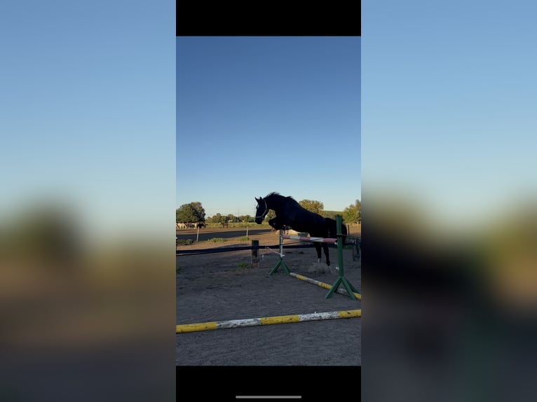 Schlesier Wallach 5 Jahre 170 cm Rappe in Falkensee