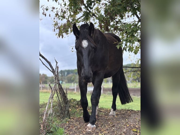 Schlesier Wallach 5 Jahre 170 cm Rappe in Falkensee