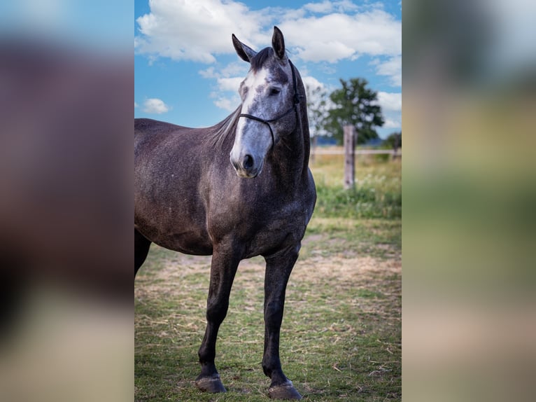 Schlesier Wallach 5 Jahre Schimmel in Modl&#x119;cin