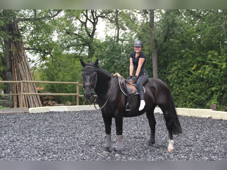 Schlesier Wallach 6 Jahre 165 cm Rappe in Landshut