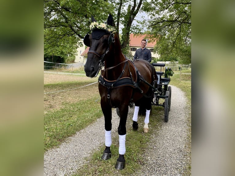 Schlesier Wallach 6 Jahre 165 cm Rappe in Landshut