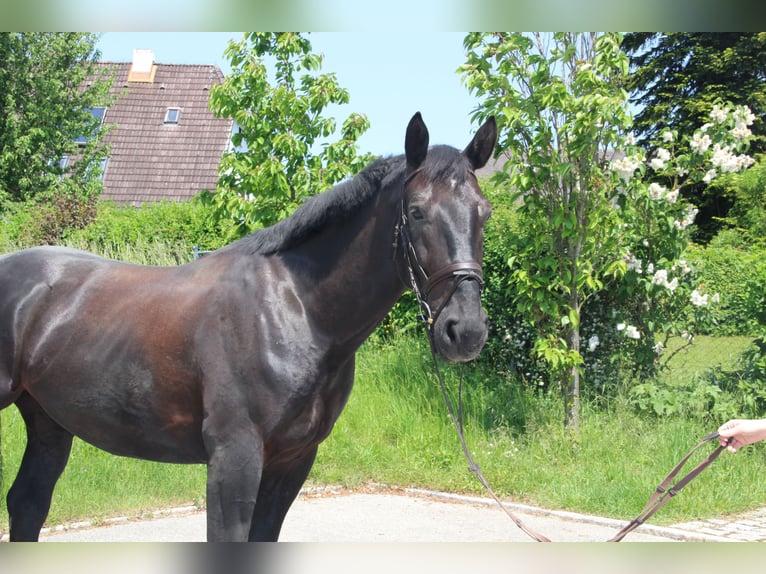 Schlesier Wallach 6 Jahre 165 cm Rappe in Landshut