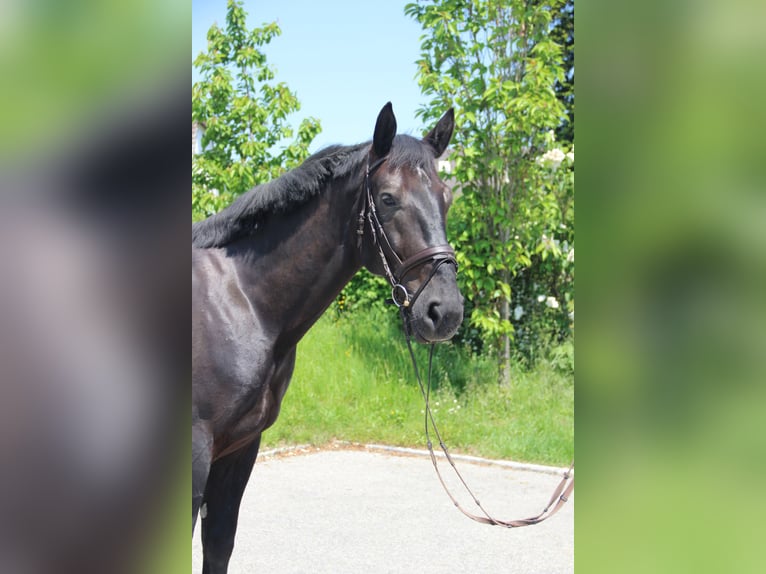 Schlesier Wallach 6 Jahre 165 cm Rappe in Landshut