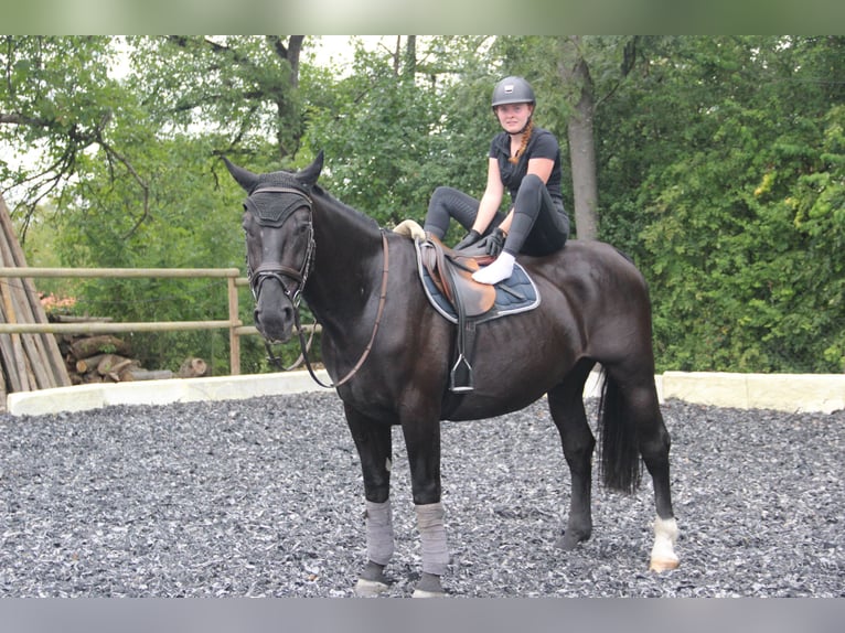 Schlesier Wallach 6 Jahre 165 cm Rappe in Landshut