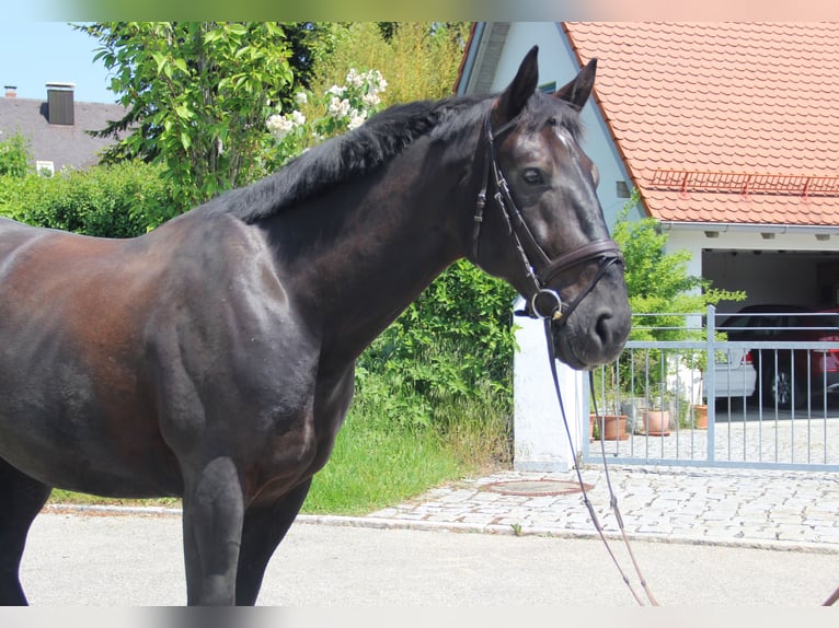 Schlesier Wallach 6 Jahre 165 cm Rappe in Landshut